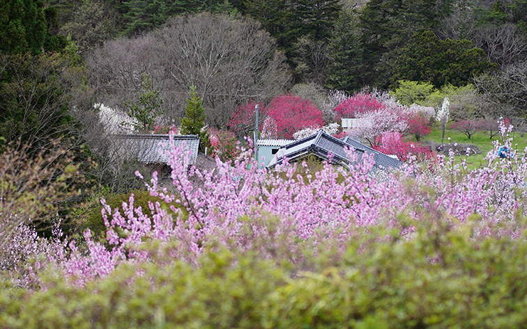 花木がある風景