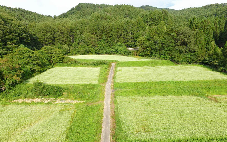 そば畑