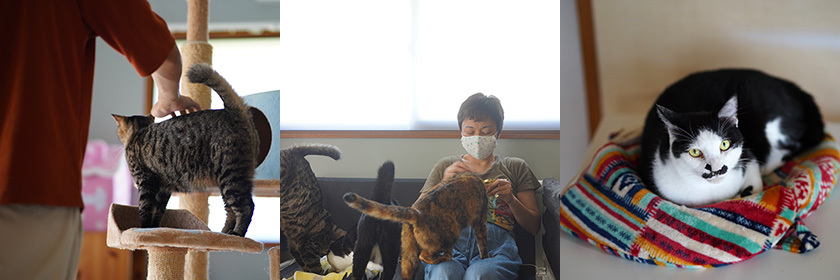 猫カフェ