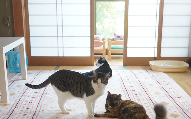 猫