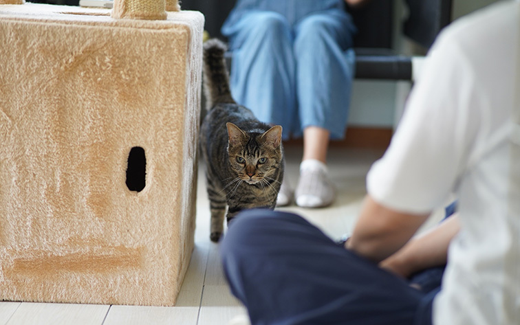 猫カフェ3